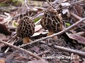 Morchella vulgaris-amf2067
